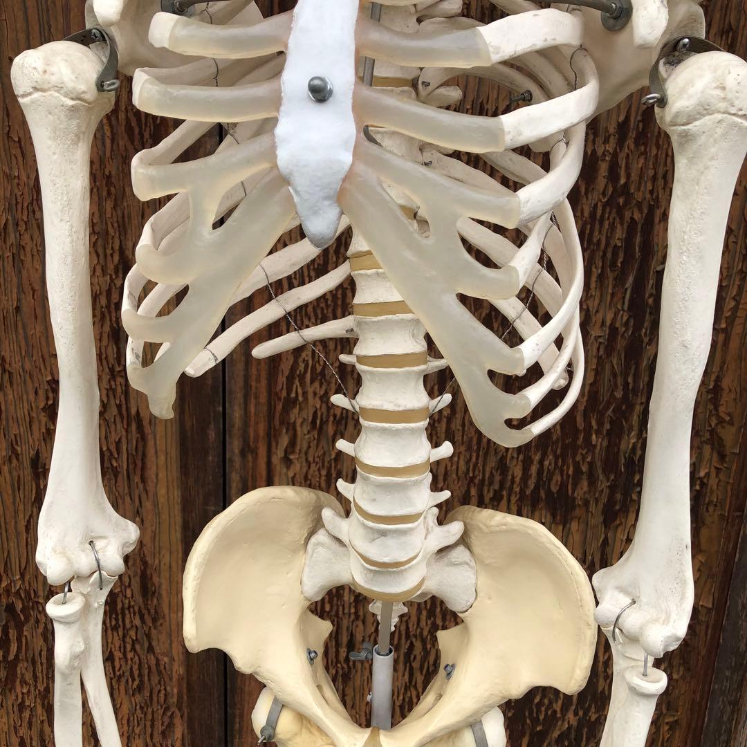 3B 人体模型 等身大 ドイツ 3B Scientific社 全身骨格模型