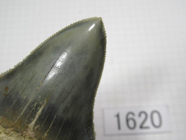 化石 サメの歯　メガロドン　インドネシア　6.5cm　No.1620
