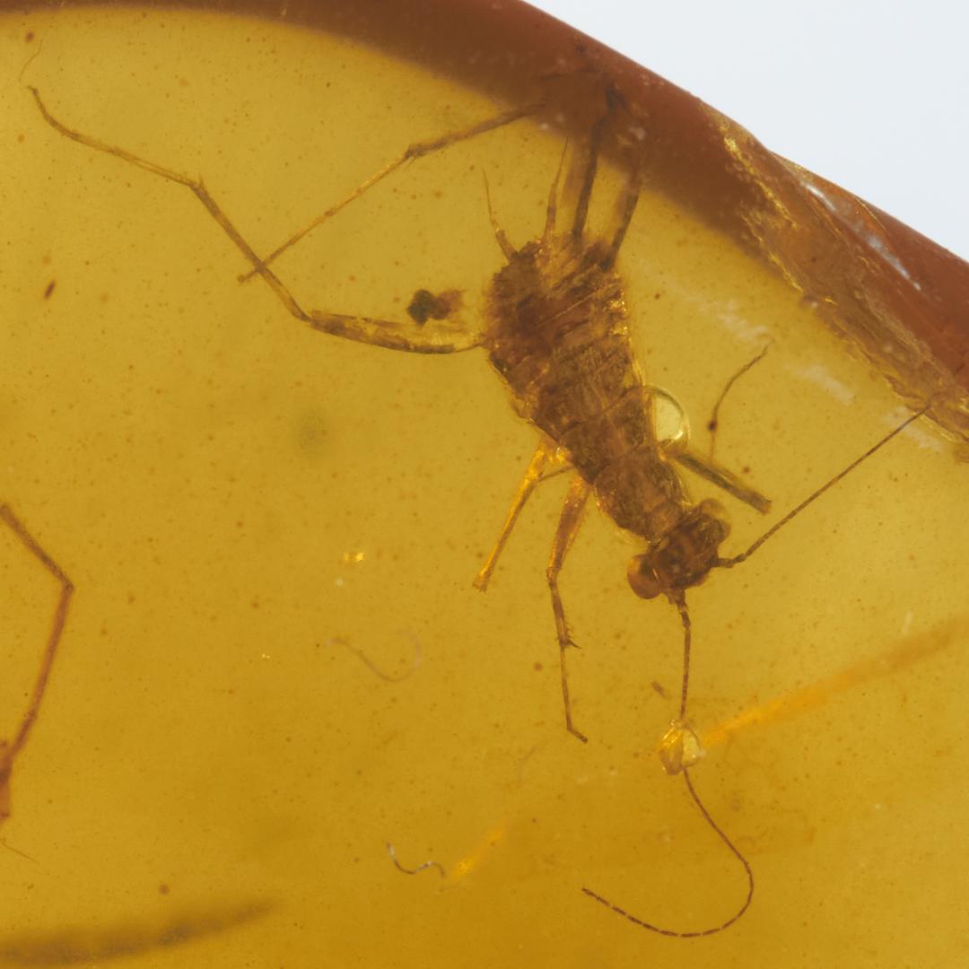 レア極上品 PA0051虫入り琥珀化石　ミャンマーカムティかタナイ9900万年前