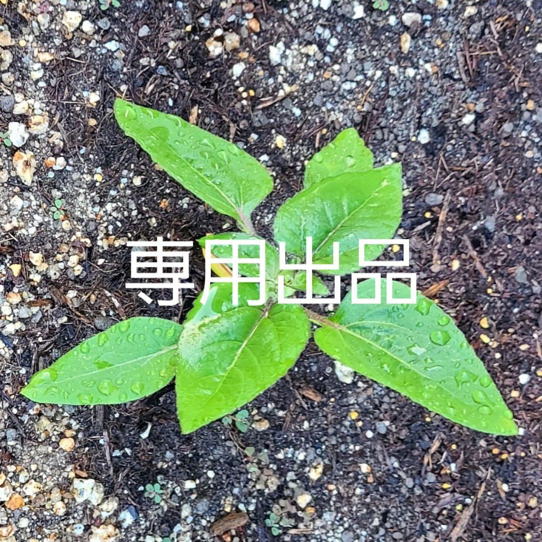 平井康生　デッキ　デュエルマスターズ