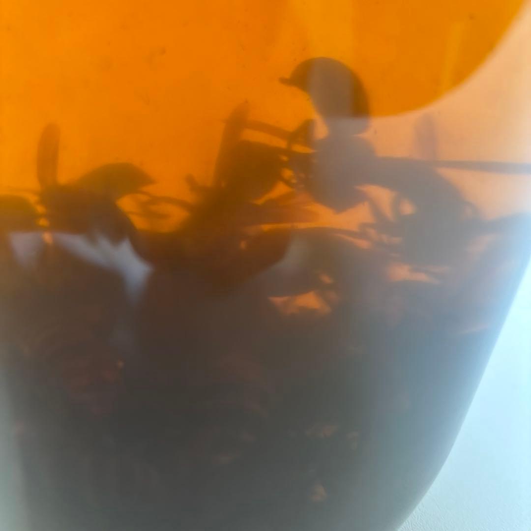 スズメバチの焼酎漬け　大瓶