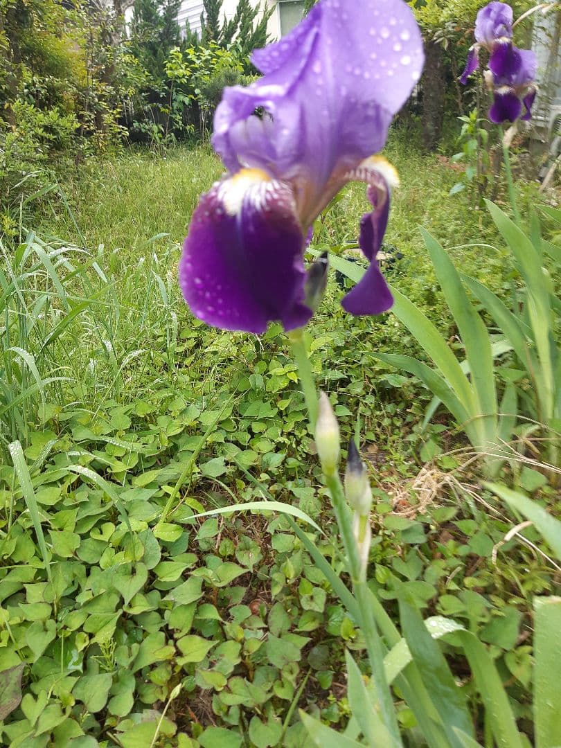 未使用　裏千家の丸棚　福井河田塗　組み立て式ではない