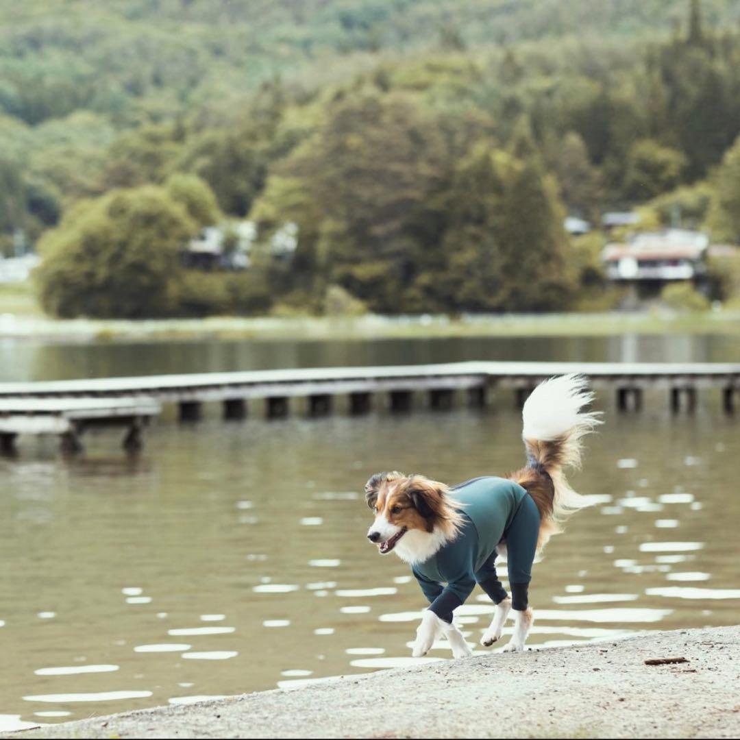 o*o様 アルファアイコン ダブルブルドッグガード Sサイズ