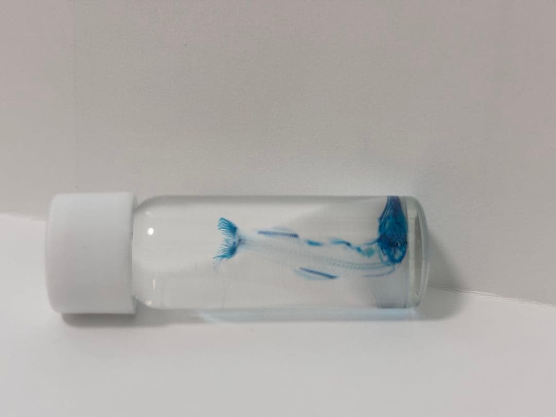 透明標本 ウズラ・シラス・アナハゼ