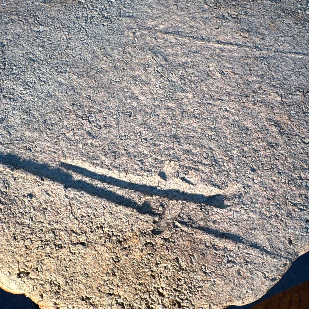 澤清嗣作　信楽焼　信楽鬼桶水指 陶器 水差し 茶色 円筒形 木箱付き