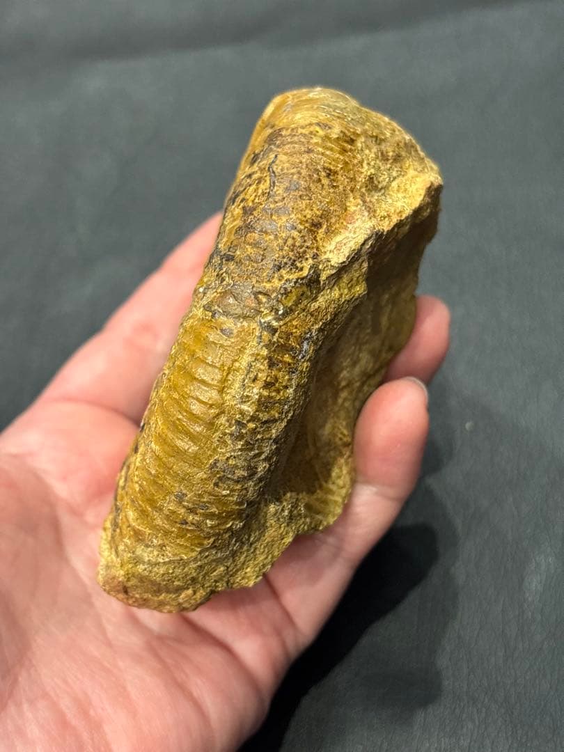 化石　アンモナイト　パーキンソニア