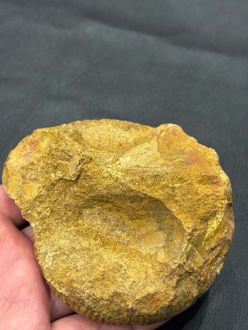 化石　アンモナイト　パーキンソニア