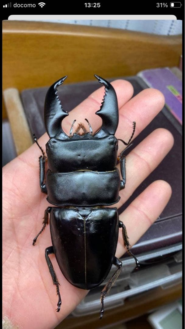 【昆虫標本】パラワン、ゼブラ、フルストルファー、スマトラ