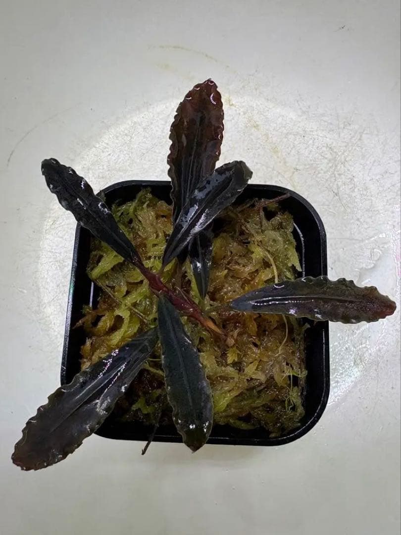 ブセファランドラsp.ゴーストカリマンタン（水上大株）