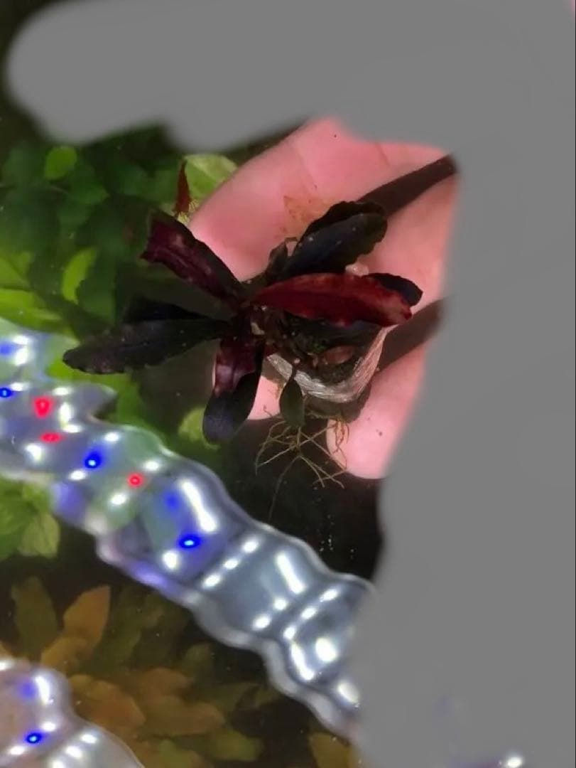 ブセファランドラsp.ゴーストカリマンタン（水上大株）