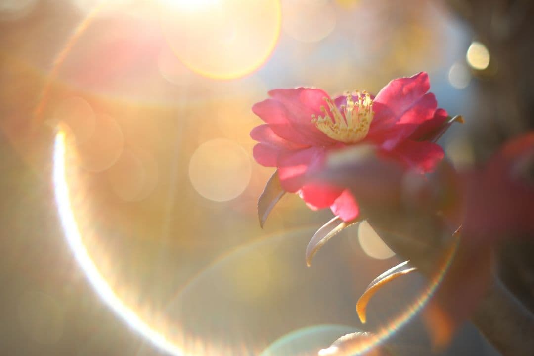 作例あり☆整備済 Super-Takumar 50㎜ f1.4 スーパータクマー