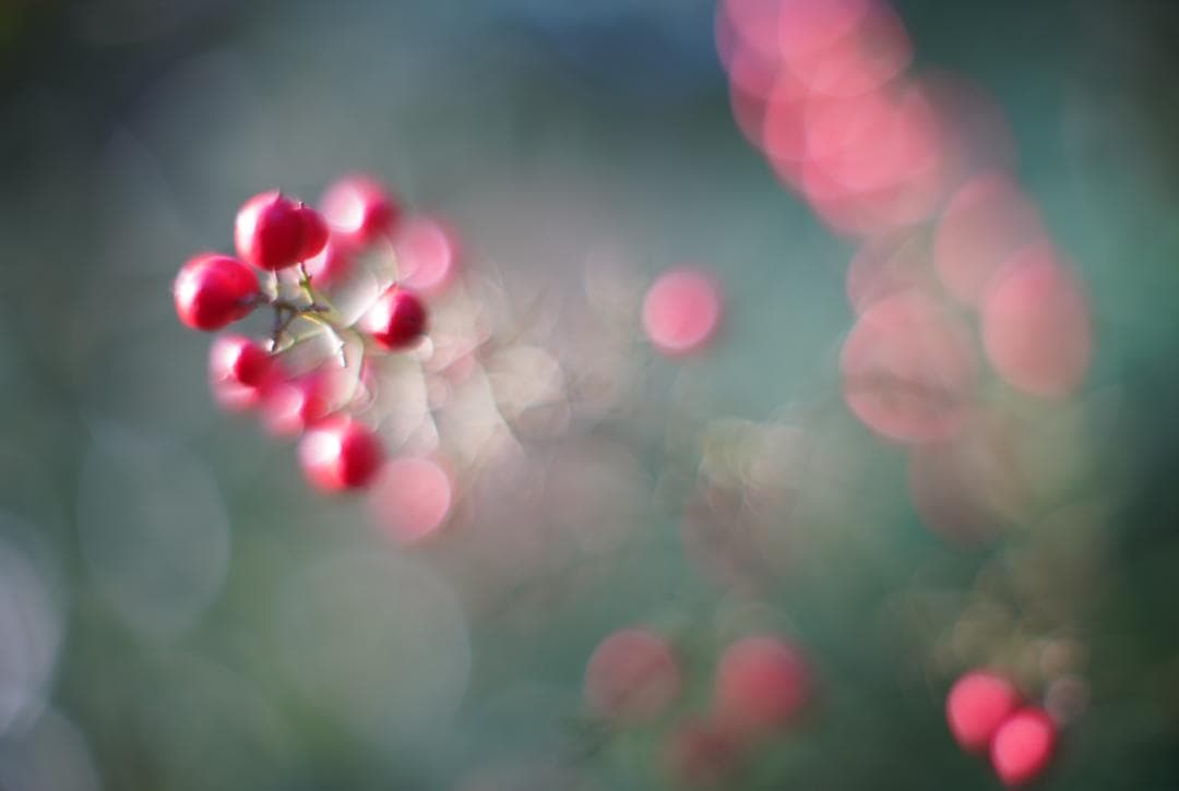 ニッコールＳＣ50ｍｍｆ1.4Ｌ