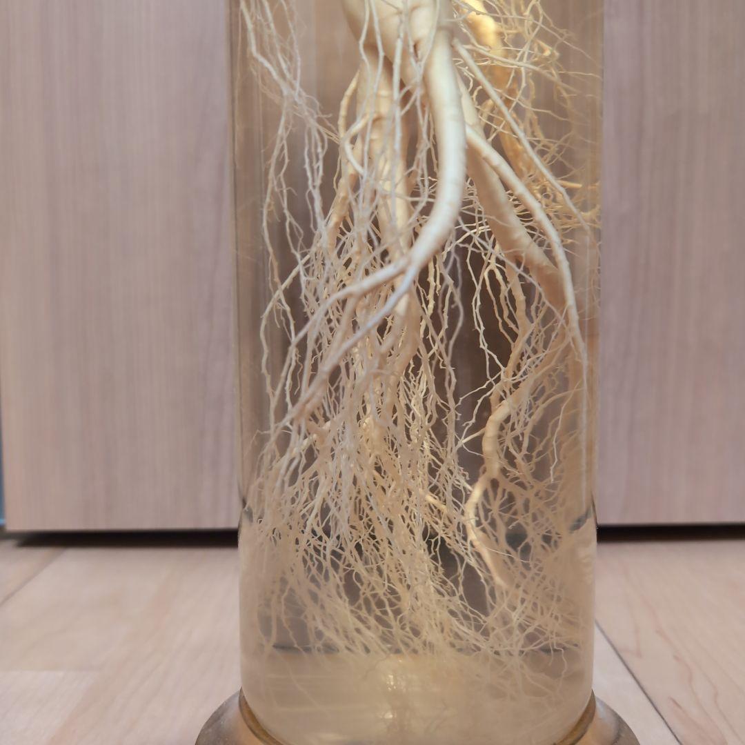 【値段相談可】高麗人参酒 希少古酒