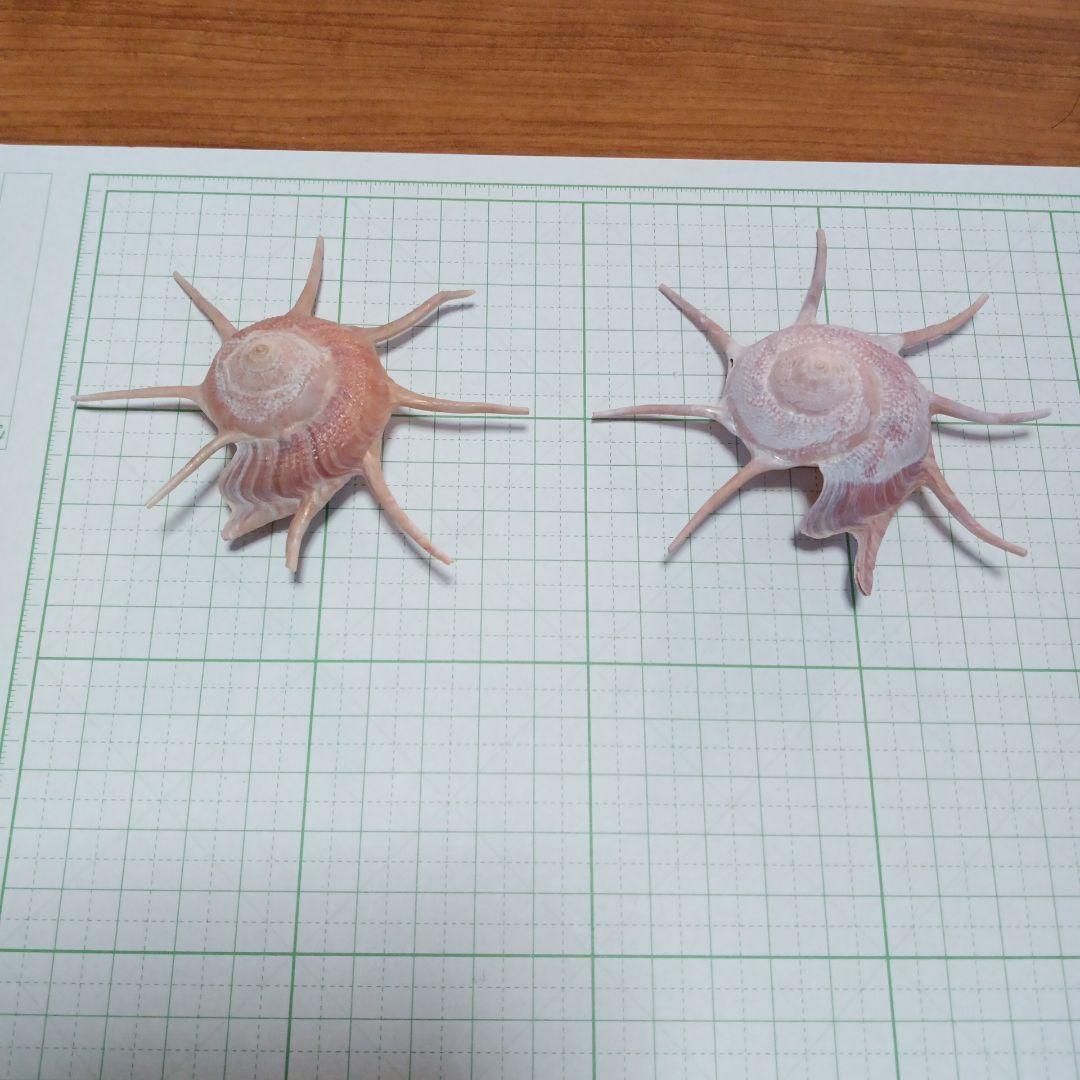 ハリナガリンボウ　蓋つき③