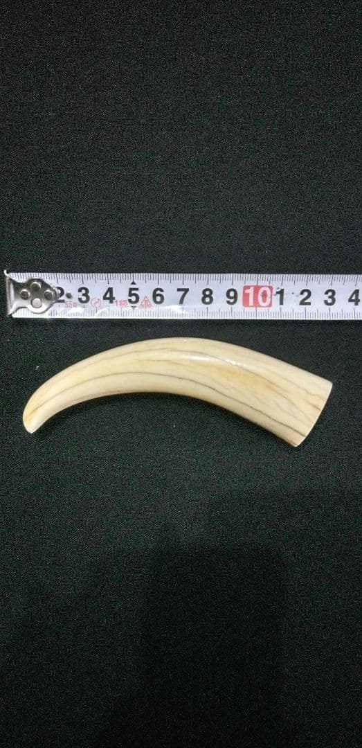マッコウ鯨の牙、装飾用材料、根付け材、