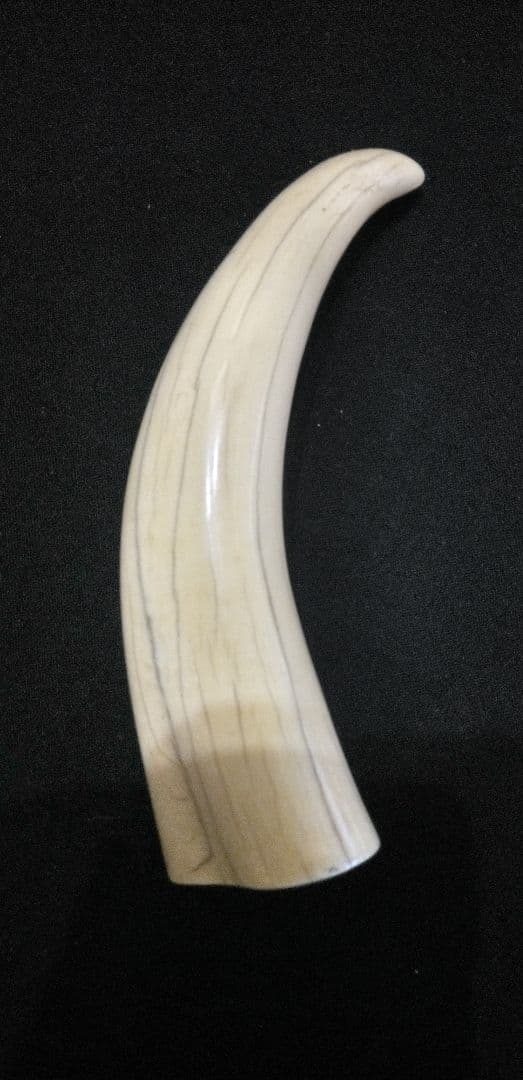 マッコウ鯨の牙、装飾用材料、根付け材、