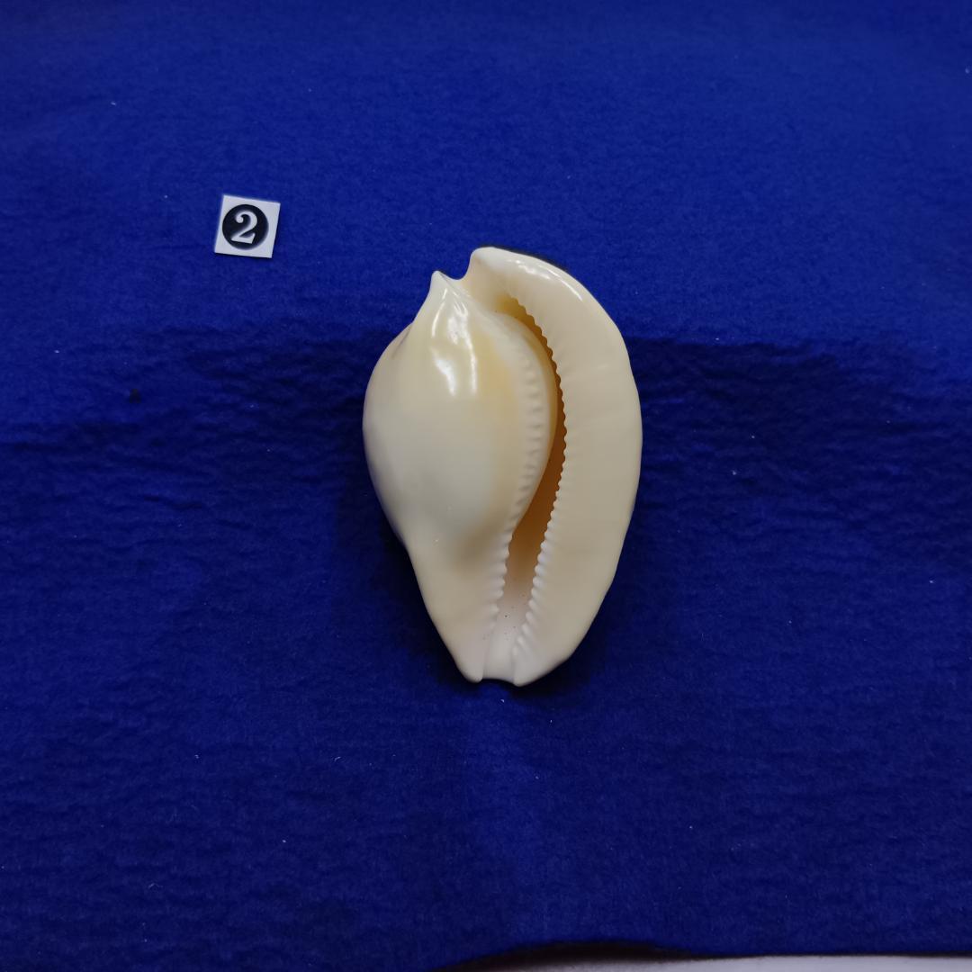 ②-1貝標本ウスアカネダカラ