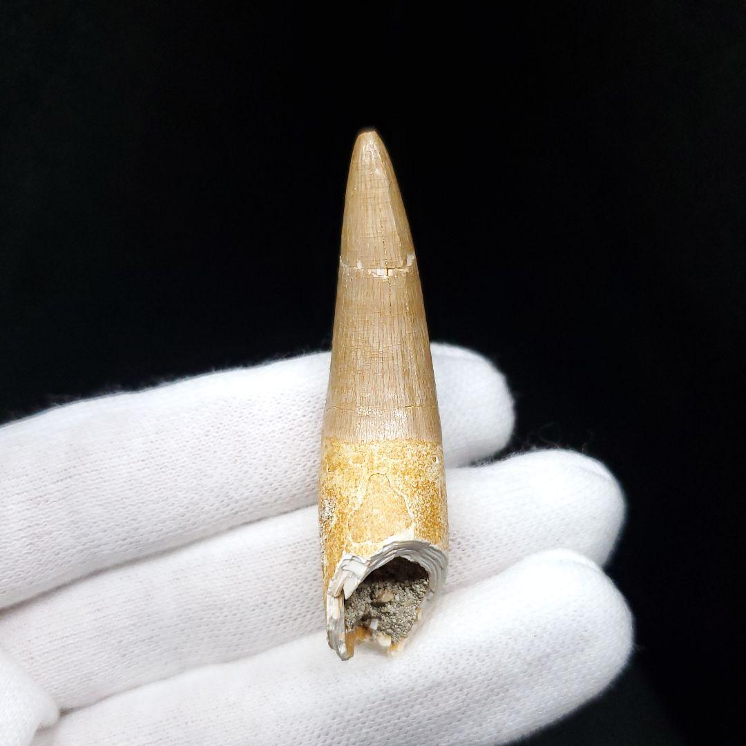 美品 プレシオサウルス 化石 歯 本物 モロッコ産 52mm pr103