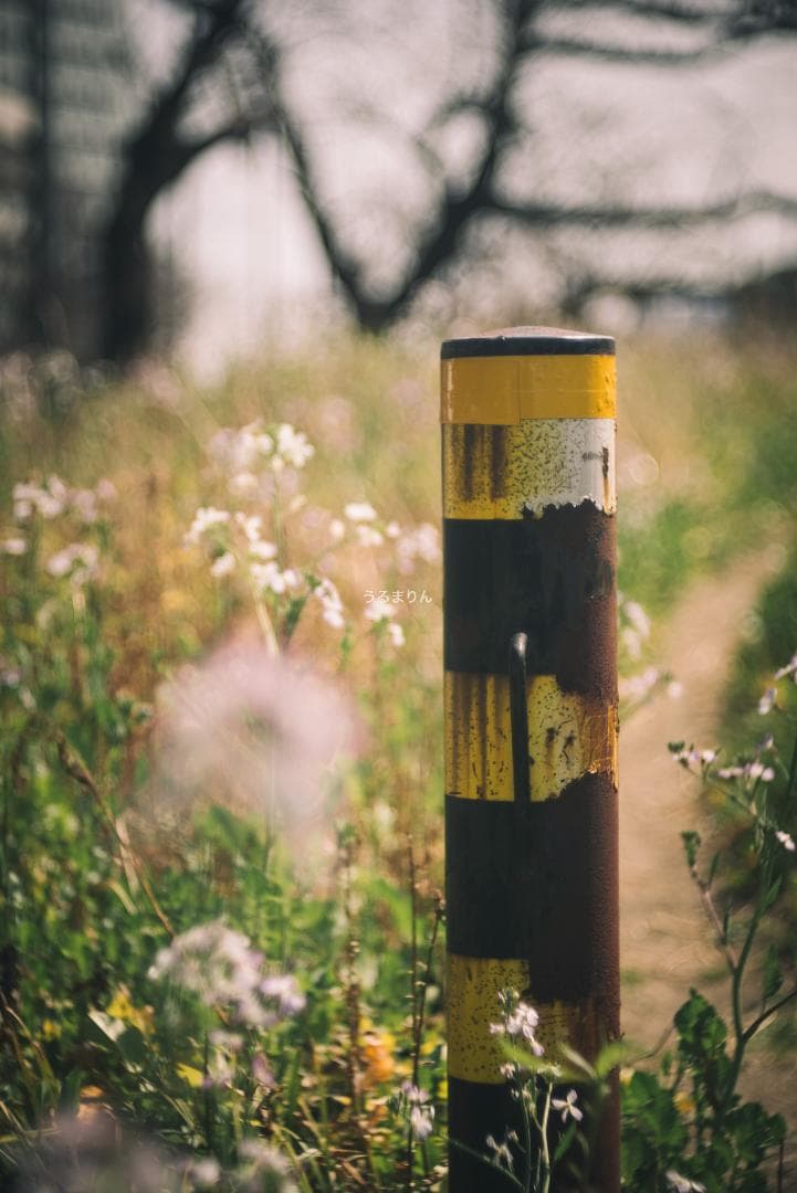バブルボケの王様！TRIOPLAN 100mm F2.8 exe オールドレンズ
