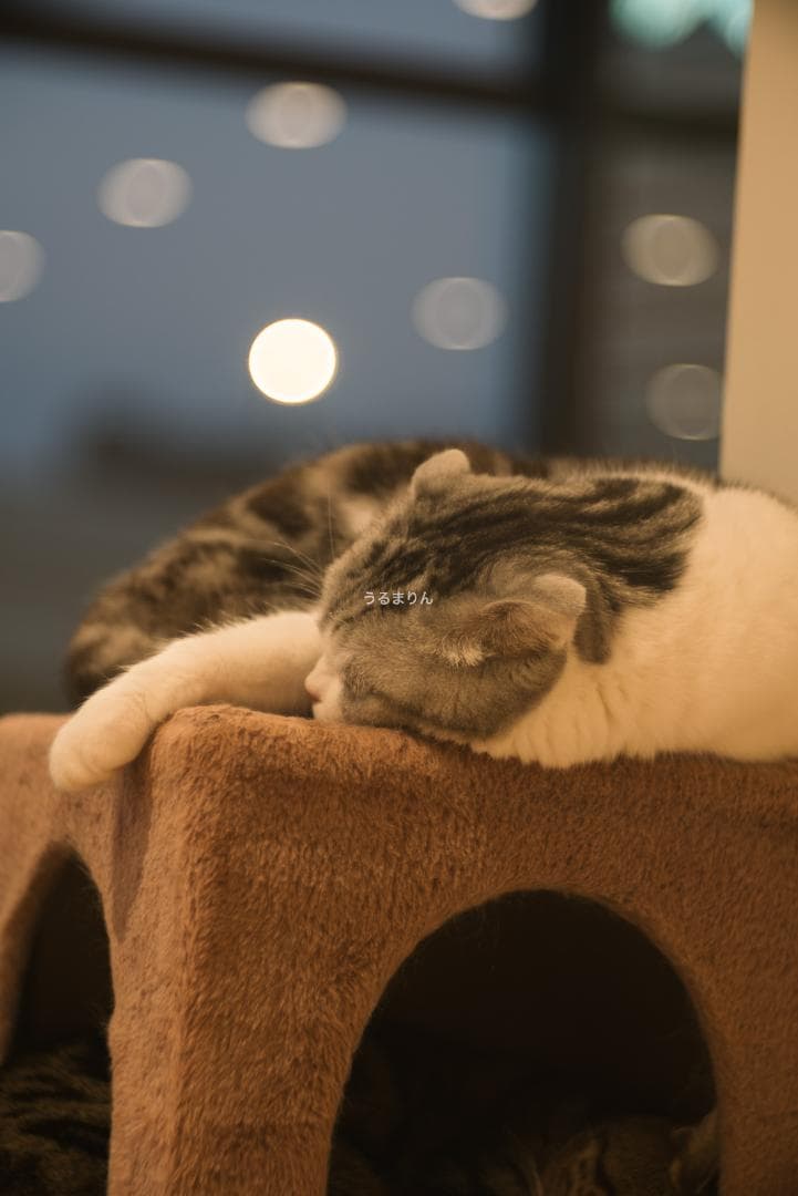 バブルボケの王様！TRIOPLAN 100mm F2.8 exe オールドレンズ