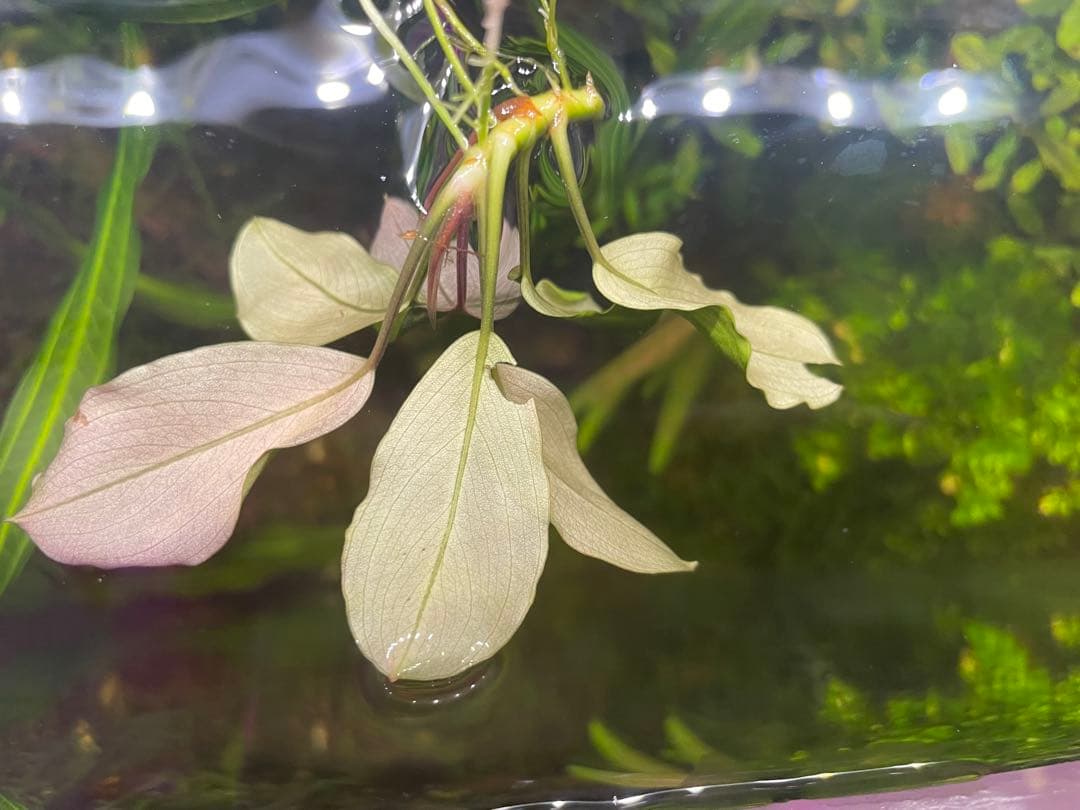 即購入OK‼️ブセファランドラ sp 完全水中葉1株