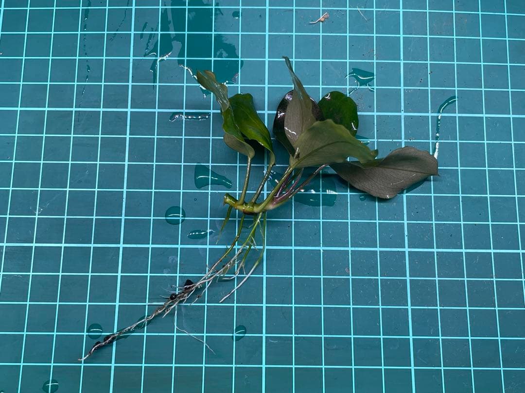 即購入OK‼️ブセファランドラ sp 完全水中葉1株