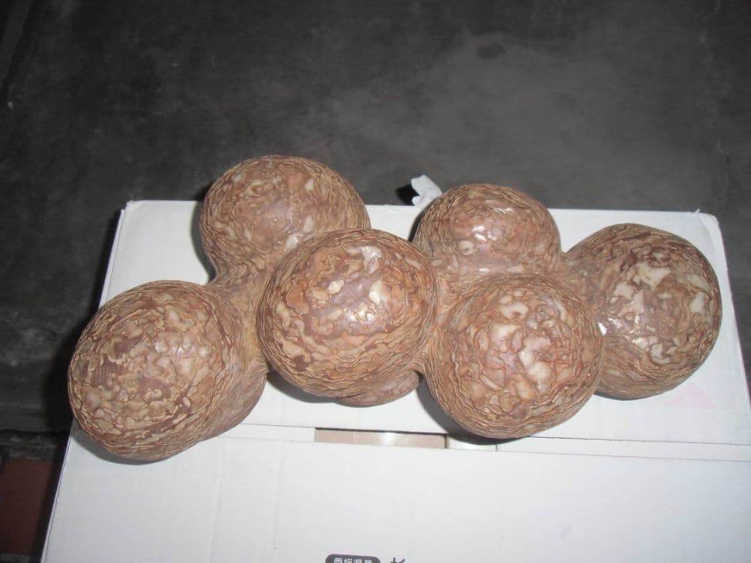 特大 恐竜卵蚕連体の化石