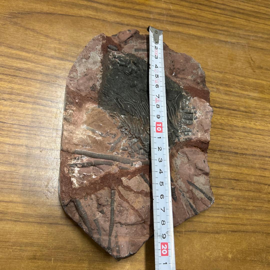 ウミユリ 化石　モロッコ産