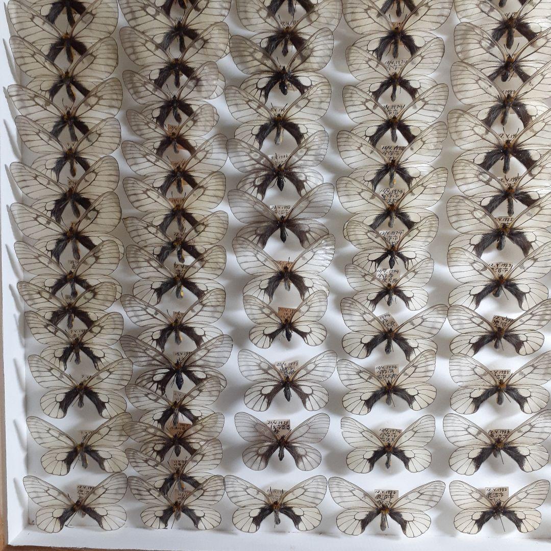 蝶標本　ウスバシロチョウ(ヒメウスバ)、エゾシロチョウ、大型ドイツ標本箱二箱入り