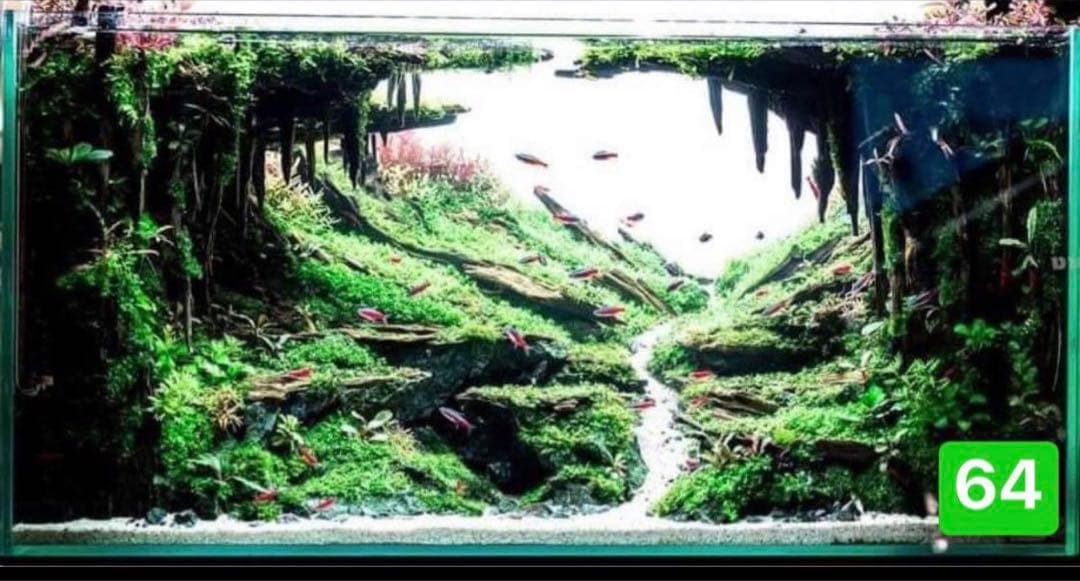 TTD 646【⭐︎ MO様⭐︎】【美品・数量限定】