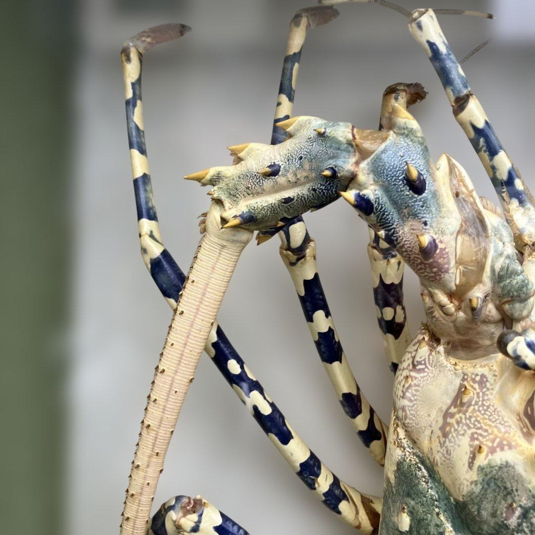 伊勢海老 エビ 剥製 ガラスケース 壁額 壁飾りロブスター標本 大型