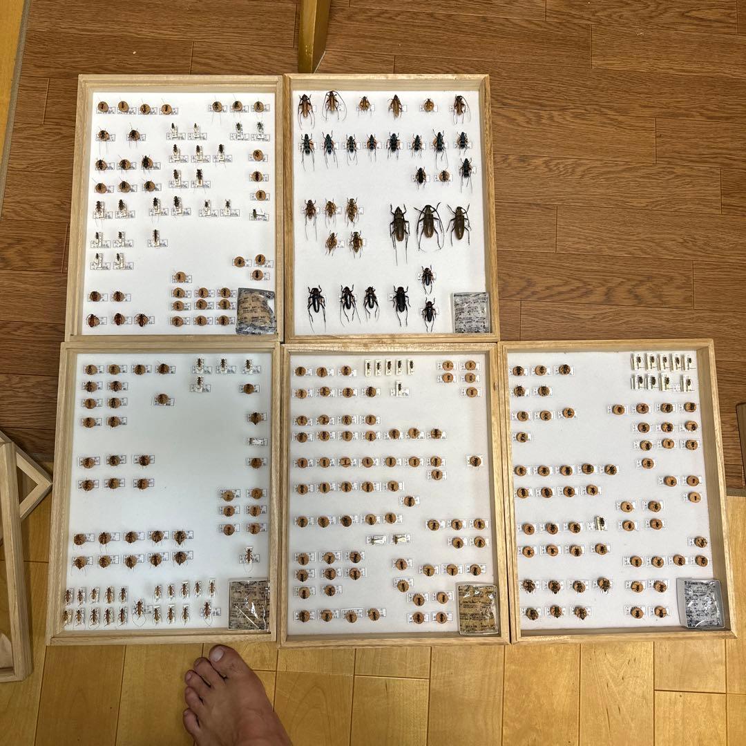 カミキリムシ　標本