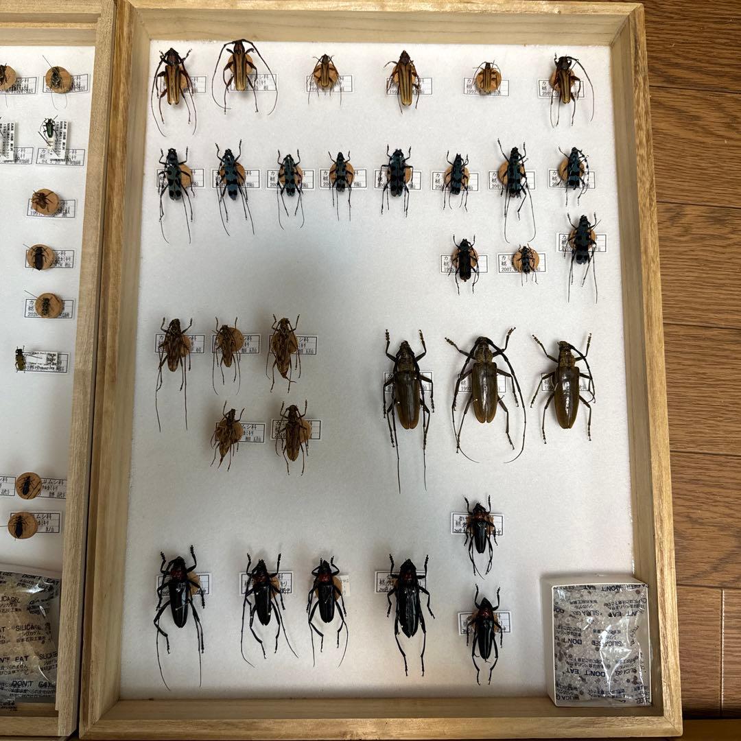 カミキリムシ　標本
