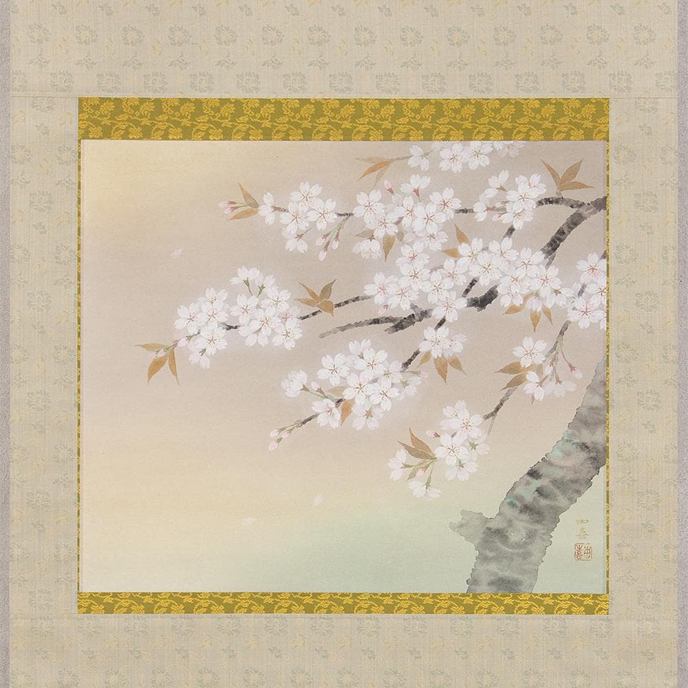 ※Tsutsuzi Sato　掛軸 横幅 水越由喜「桜」共箱