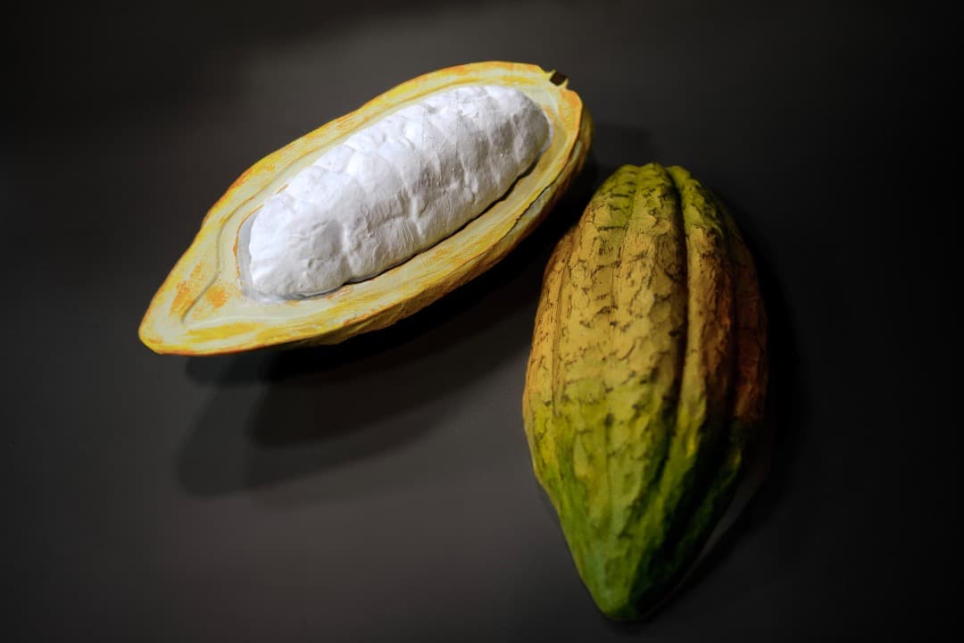 リアルなカカオの実のディスプレイ