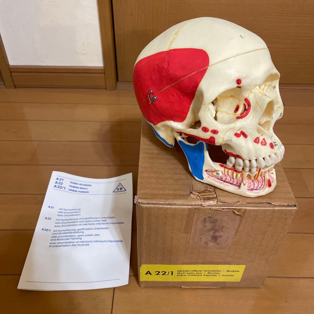 A 22/1 解剖学的頭蓋骨模型 3B