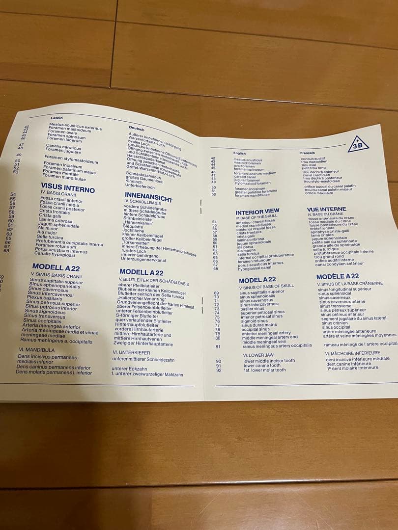 A 22/1 解剖学的頭蓋骨模型 3B