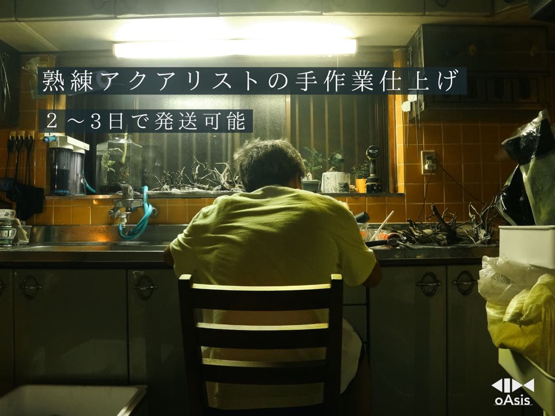 アクアリウム 流木 レイアウトセット 45cmスリム　熱帯魚・水草水槽用