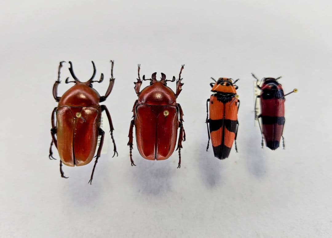 みのり　昆虫標本