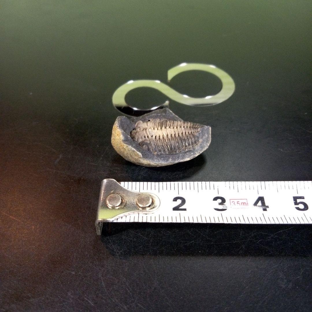 三葉虫　化石　fossil　海　ボリビア産　trilobite　海生動物種別⑩