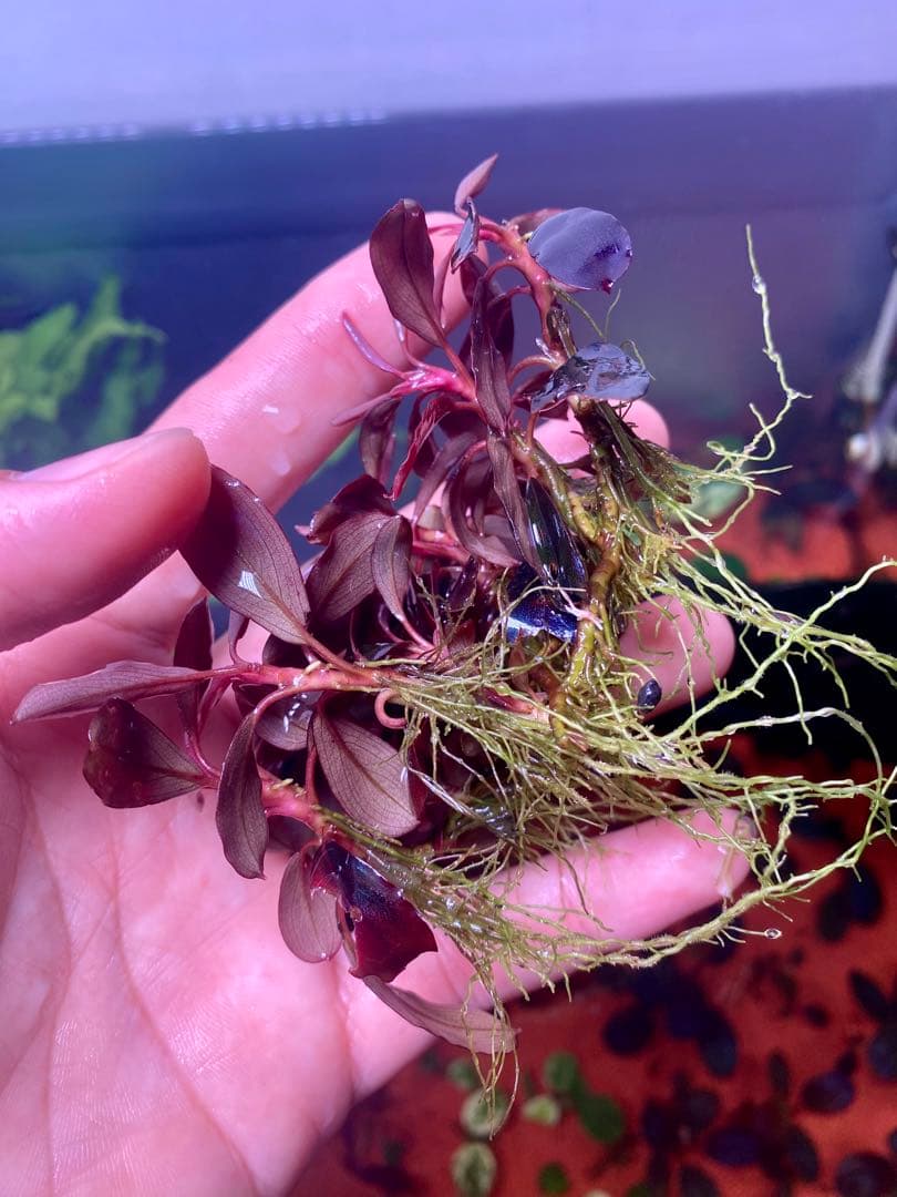 ブセファランドラｓｐ. ブラックエンゼル 大群生