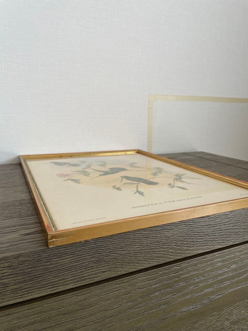 アンティーク　フレーム 鳥の絵画　リトグラフ
