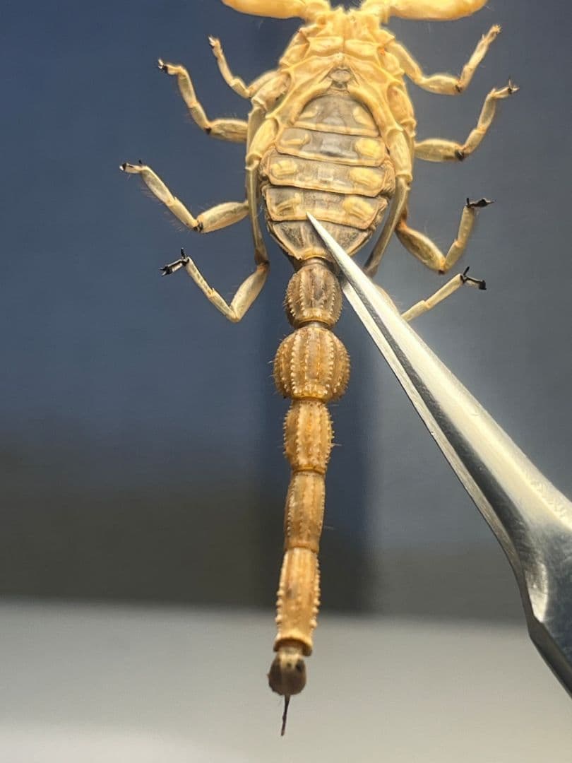 【標本】スーザンシールドテールドスコーピオン キョクトウサソリムカデセンチピード