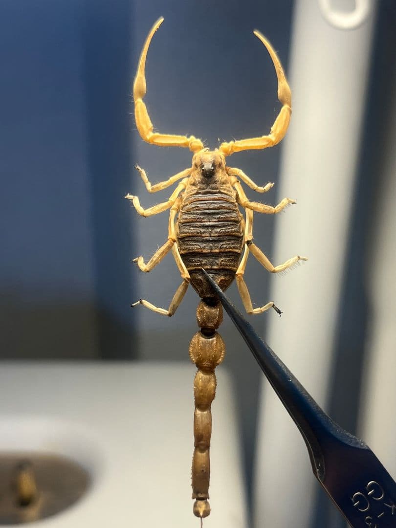 【標本】スーザンシールドテールドスコーピオン キョクトウサソリムカデセンチピード