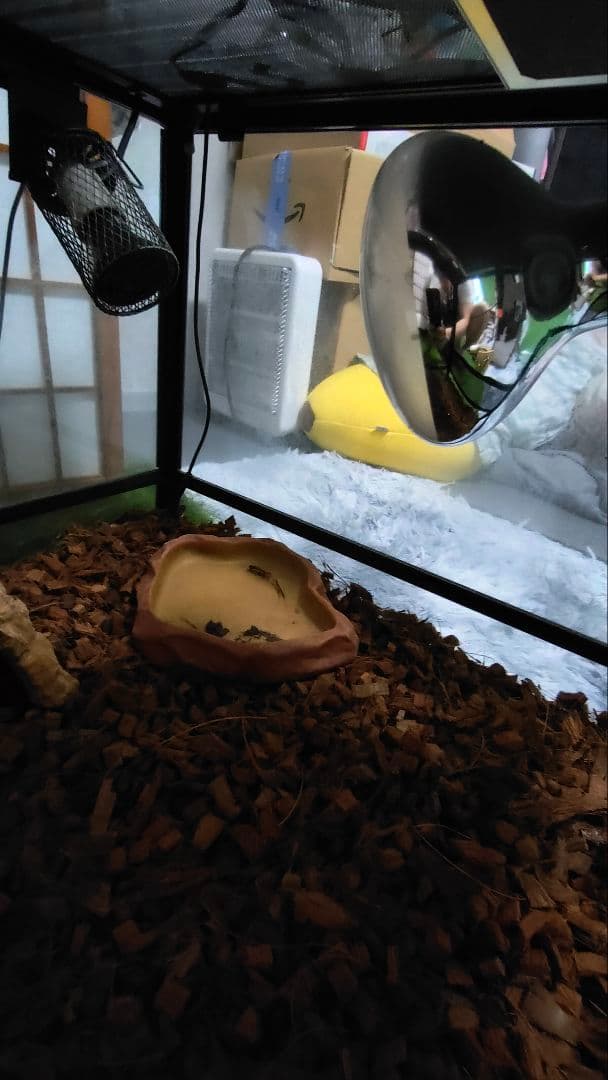 爬虫類飼育設備3点セット(飼育箱+LEDライト+保温球)