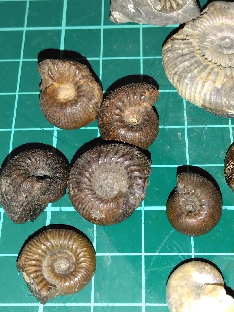 世界のアンモナイト　化石 ヘマタイト　方解石置換