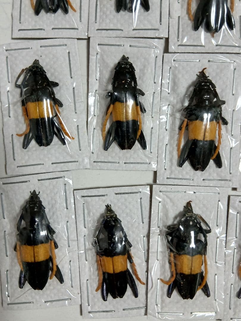 海外産標本｜マレーシア産 カミキリムシ 昆虫標本