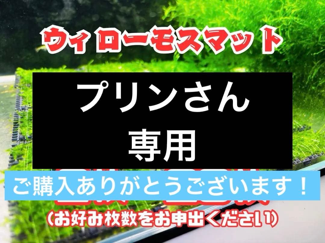 【無農薬】ウィローモスマット 約6cm×5cm