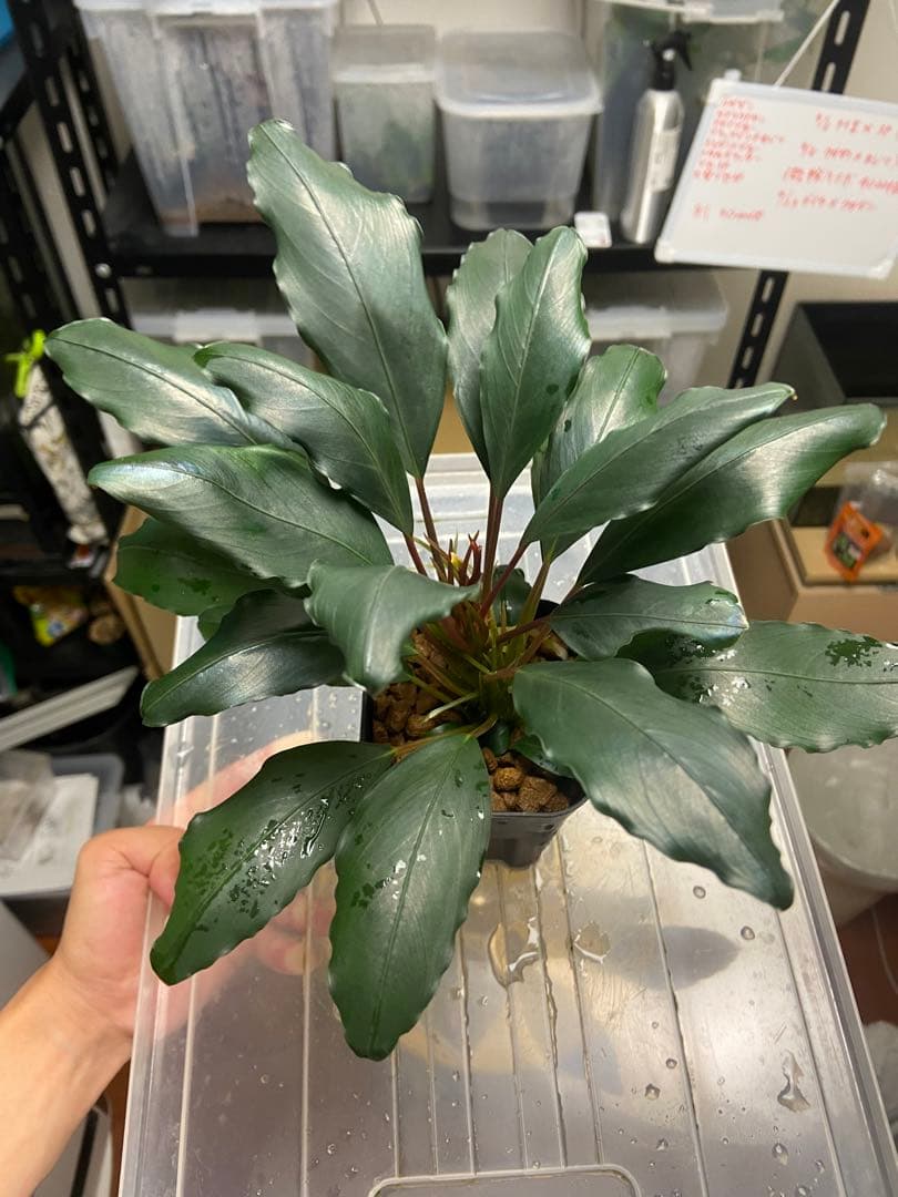 Bucephalandra sp.ダイヤモンドダスト