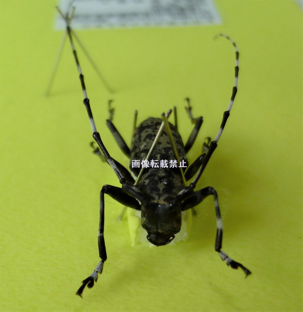 【昆虫標本 完全雌雄型 ヒゲナガゴマフカミキリ】